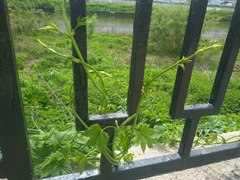 Humulus lupulus