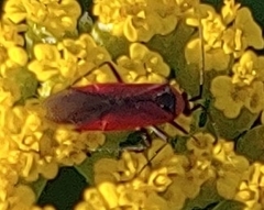 Lopidea instabilis