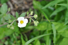 Drymocallis rupestris