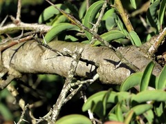 Ximenia