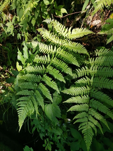 Dryopteris hondoensis, photograph 4