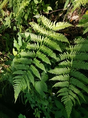 Dryopteris hondoensis