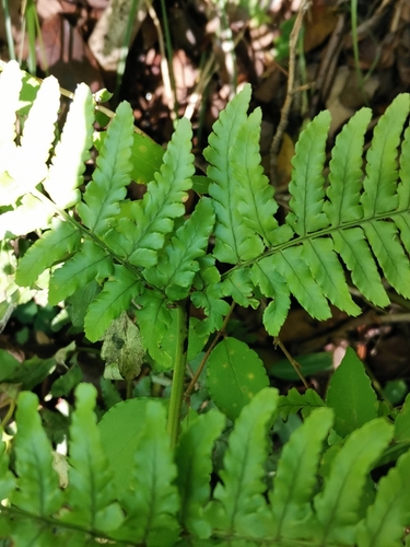 Dryopteris hondoensis, photograph 5