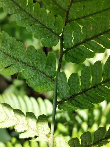 Dryopteris hondoensis, photograph 6