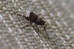 Eurymycter fasciatus