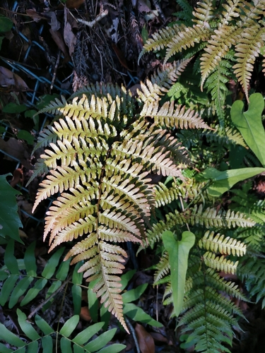 Dryopteris kinokuniensis iNat (1)