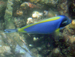 Acanthurus leucosternon