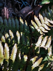 Dryopteris kinokuniensis