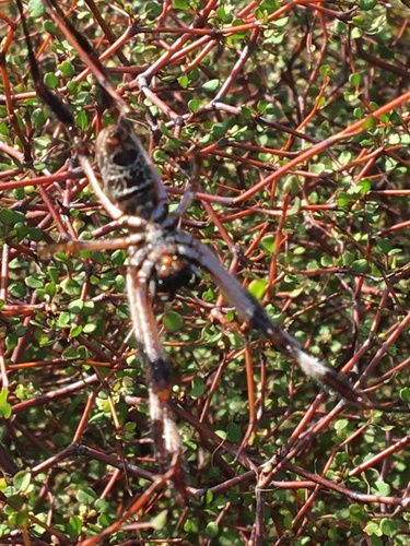 Australian Golden Orbweaver