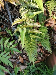 Dryopteris kinokuniensis
