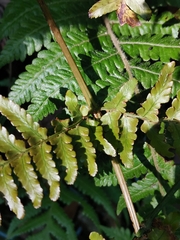 Dryopteris kinokuniensis