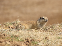 Urocitellus undulatus