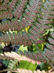 Dryopteris kinokuniensis
