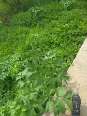 Angelica archangelica