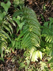 Dryopteris erythrovaria