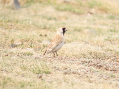 Montifringilla davidiana