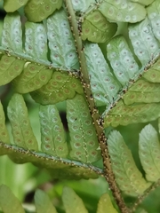 Dryopteris erythrovaria