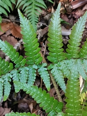 Dryopteris erythrovaria