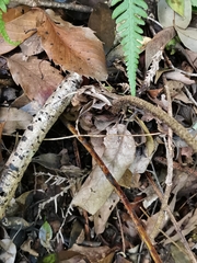 Dryopteris erythrovaria