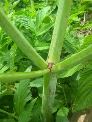 Angelica archangelica