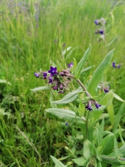 Anchusa officinalis