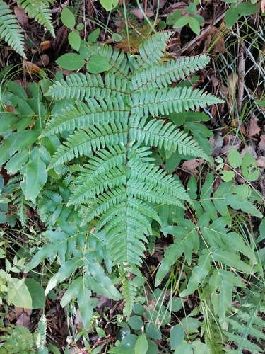 Dryopteris kinokuniensis iNat (2)
