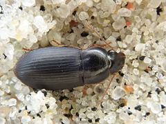 Harpalus luteicornis