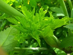Angelica archangelica