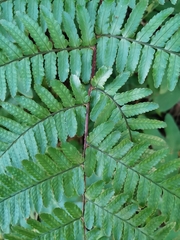Dryopteris kinokuniensis