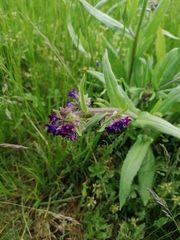 Anchusa officinalis