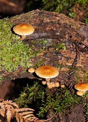 Pholiota squarrosipes