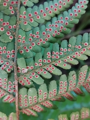 Dryopteris kinokuniensis