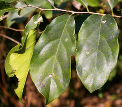 Diospyros squarrosa image