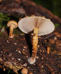 Pholiota squarrosipes