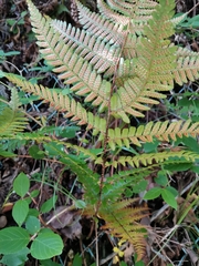 Dryopteris kinokuniensis