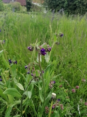 Anchusa officinalis