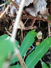 Dryopteris kinokuniensis
