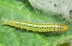 Choreutis nemorana