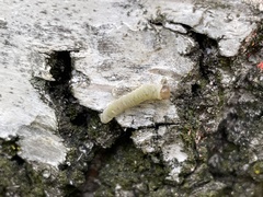 Cimbex femoratus