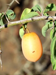 Ximenia