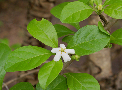sand thicket-thorn (Catunaregam swynnertonii)