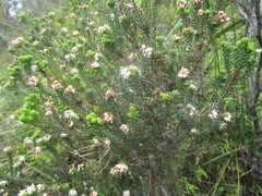 Erica stylaris