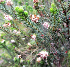 Erica stylaris