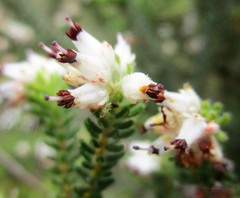 Erica stylaris