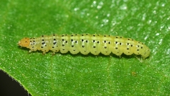 Choreutis nemorana