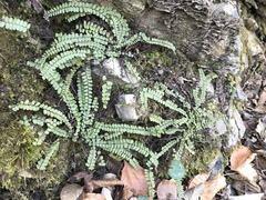 Asplenium trichomanes
