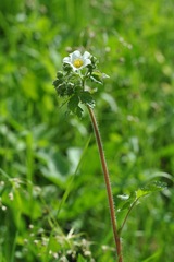 Drymocallis rupestris