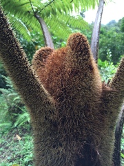 Sphaeropteris brunei