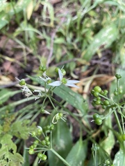 Allium ursinum