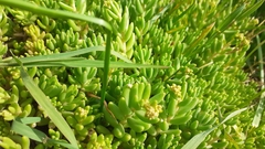 Sedum album